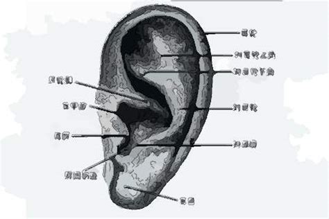 耳朵痣男|耳朵长痣的位置图解 耳朵长痣的位置图解有福气